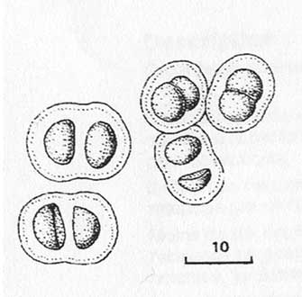 chroococcus.jpg