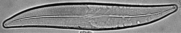 gyrosigma100.jpg
