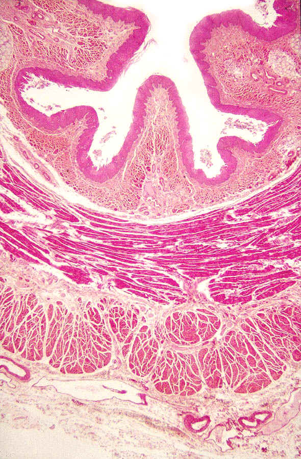 oesophagus.jpg