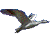 ordek33.gif