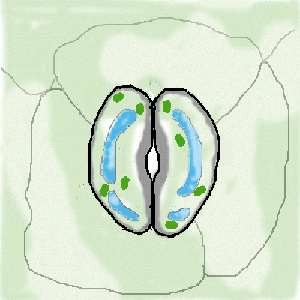 stoma.gif